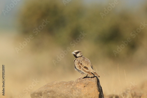 Sparrow on rock