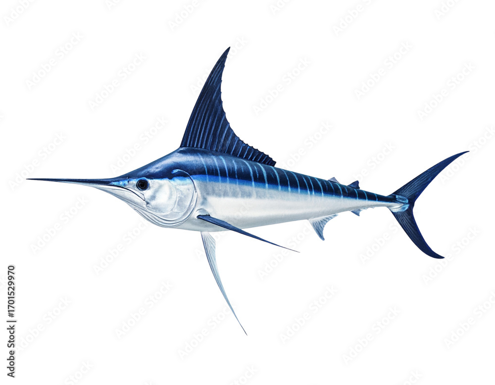 Fototapeta premium Minimalist Swordfish Illustration Top-Down Marine Predator PNG