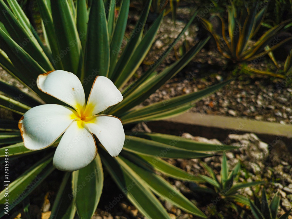 Fototapeta premium White Frangipani Flower Blooming on Agave Plant – Tropical Garden Close-Up. Unique Bloom: White Plumeria Flower on Spiky Succulent Leaves.