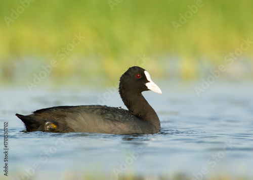 Common Coot in Water