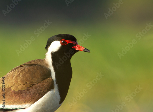 red wattled lapwing