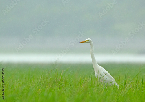 great white egret
