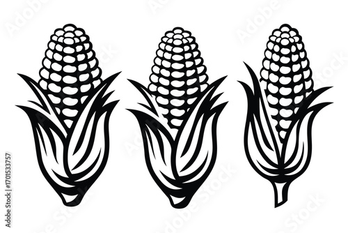 Corn Cobs with Husks on White Background, Detailed Stalks
