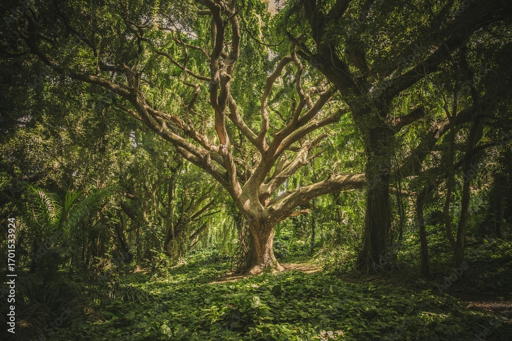 Naklejka premium Sunlight filters through the dense canopy of a lush green forest illuminating a majestic old tree