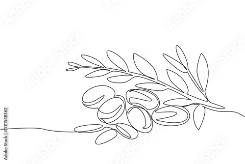 Single continuous line drawing Argania seeds with leaves. Seeds that can be processed for beauty and health. Therapy and treatment. International Day of Argania. One line design vector illustration