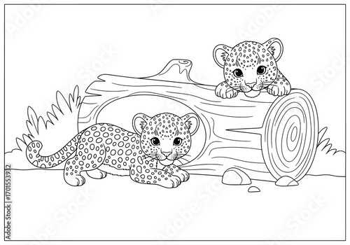 Leopard illustration of two playful leopard cubs exploring around a fallen tree log with one resting on the ground and the other peeking from above drawn in a cute cartoon black and white vector