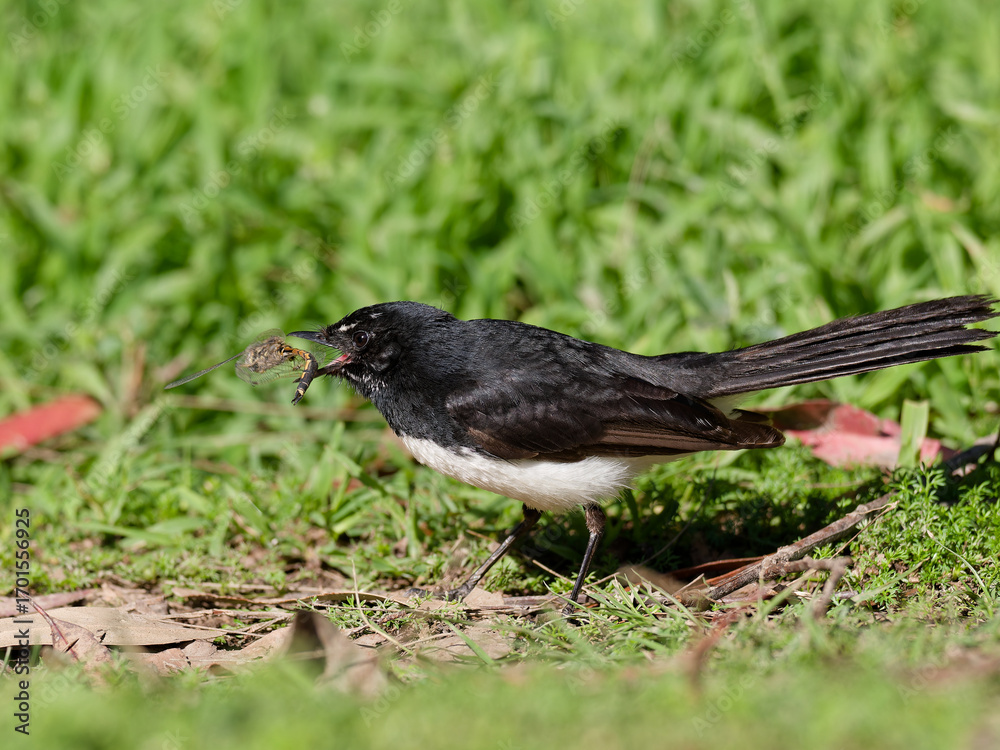 Fototapeta premium Willie wagtail, also known as willy wagtail (Rhipidura leucophrys) holding a captured Dragonfly