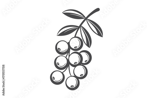 Elegant Grapevine Dark Berries and Leaves on a White Backdrop