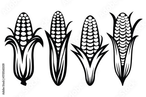 Four Maize Corns in Husk Set on White Background, Food Concept