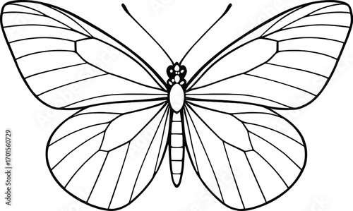 Vector line art, butterfly top view, open wings with fine vein details, symmetrical, black stroke, no fill