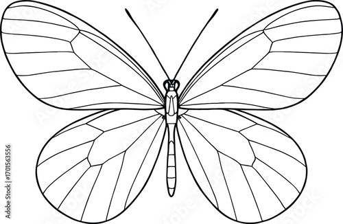 Vector line art, glasswing-style butterfly with delicate scaffolding veins, thin black stroke, no fill
