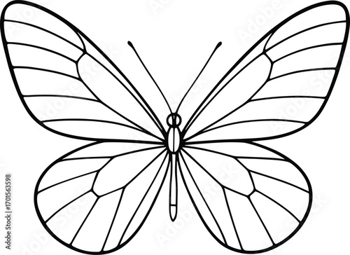 Vector line art, glasswing-style butterfly with delicate scaffolding veins, thin black stroke, no fill