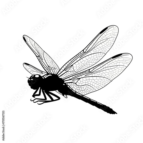 Vector Silhouette of a Swift Dragonfly Hovering in Mid-Air