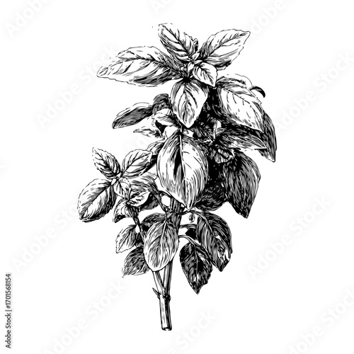 Detailed basil herb plant with leaves drawn in ink sketch style on clean white background, concept of culinary herbs and organic gardening