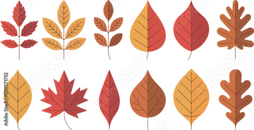 Collection of colorful autumn leaves in various shapes and colors isolated on white background, vector illustration.