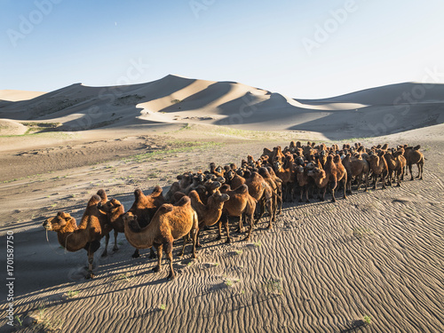 camels in gobi desert from aerial view