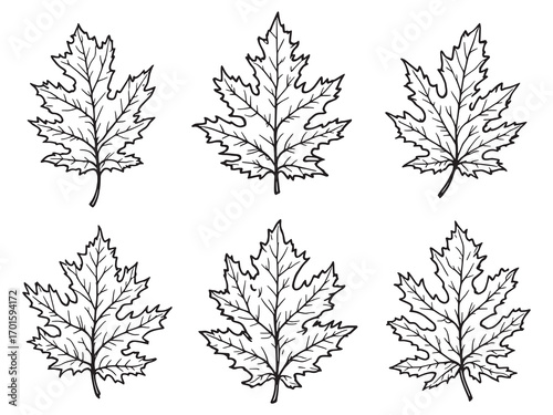 Beech Leaf Showing Nature Inspired Pattern