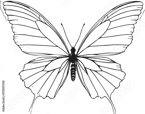 minimal line art of butterfly wings spread open, thin black stroke, white background, light and airy 1