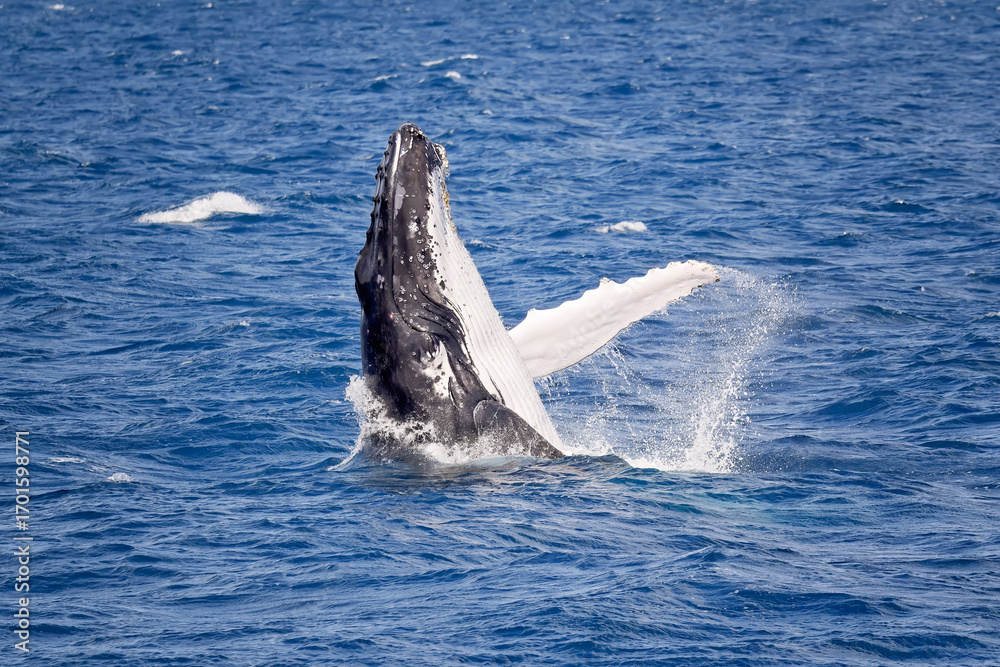 Fototapeta premium Humpback whale breaching, Hervey Bay, Queensland Australia, marine wildlife, tourism tourist attraction travel destination