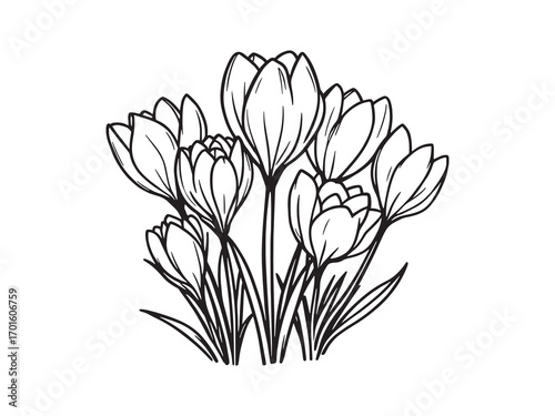 Crocus delicate blossom brightening the meadow