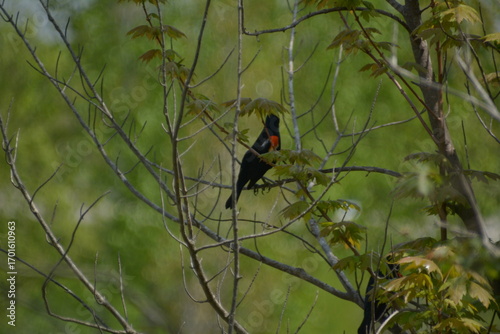 turpial de hombros rojos (Agelaius phoeniceus)