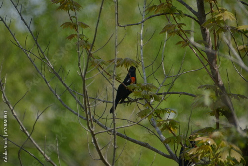 turpial de hombros rojos (Agelaius phoeniceus)