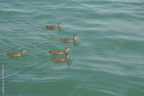 Patos en Oshawa, Canada