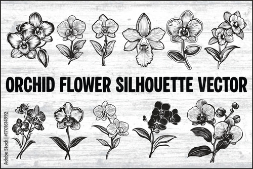 Orchid Flower Silhouette Vector Bundle | Floral Clipart Set

Botanical Orchid SVG PNG EPS JPG | Floral Line Art Collection

Orchid Flower Outline Vector Pack | Decorative Floral Graphics