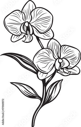 Orchid Flower Silhouette Vector Bundle | Floral Clipart Set

Botanical Orchid SVG PNG EPS JPG | Floral Line Art Collection

Orchid Flower Outline Vector Pack | Decorative Floral Graphics