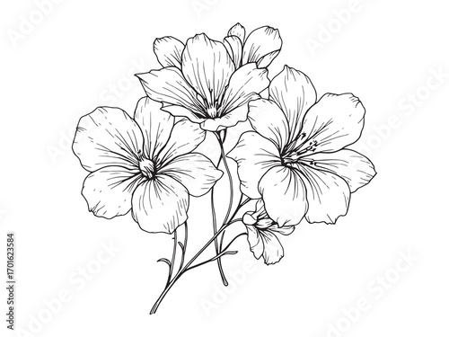 Freesia Beautiful Bloom Brightens Any Garden