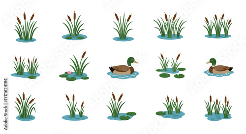 Duck and pond plants collection: cattails, lilies, and ducks in water
