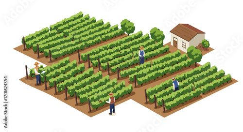 Isometric vineyard with farmers and small house in a lush green landscape