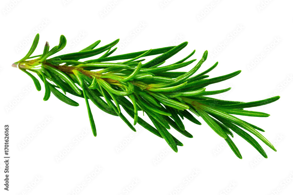 Fototapeta premium Rosemary twig isolated on a transparent background background. Fresh rosemary leaf branch. Herbal spices, hair care, healthy food, cooking design elements. cut out, PNG, top view / flat lay
