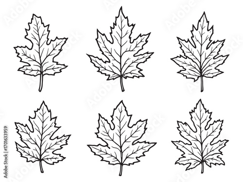 Elm Leaf Falling Gently In Wind