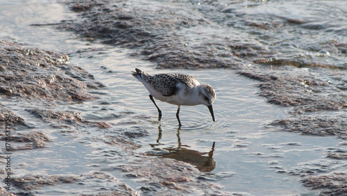 Bild auf Leinwand Juvenile Sanderling foraging in shallow tide pool