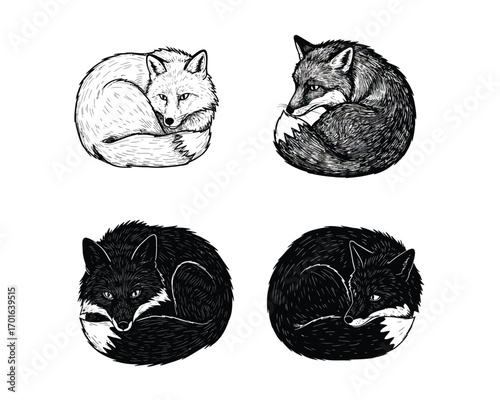 Four stylized illustrations of sleeping foxes curled up in a ball two in black and white two in dark ink