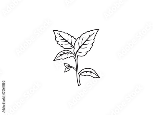 Mint Leaf Natural Organic Garden Plant