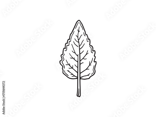 Sage Leaf Fresh Green Aromatic Herb