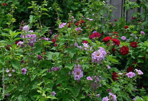 Wallpaper Mural Lush garden bed overflowing with pink, purple, and crimson flowers, green foliage, and wooden fence backdrop Torontodigital.ca