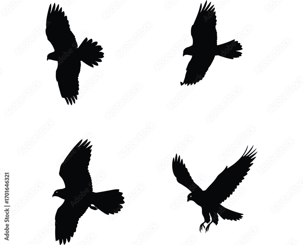 Obraz premium Four distinct black silhouette illustrations of eagles in flight showcasing varied wing positions and body angles against a white background