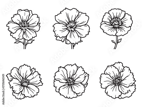 Geranium flowers brightening up summer spaces