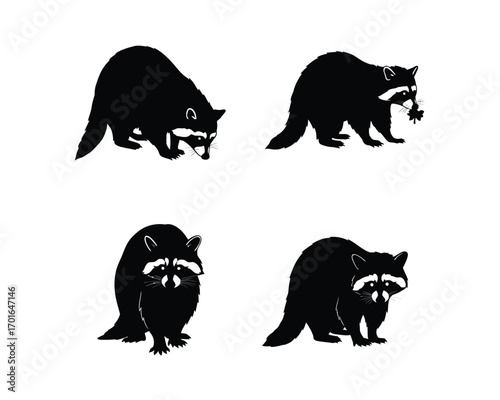 Four silhouette illustrations of raccoons in various poses showing their distinctive masked faces and bushy tails