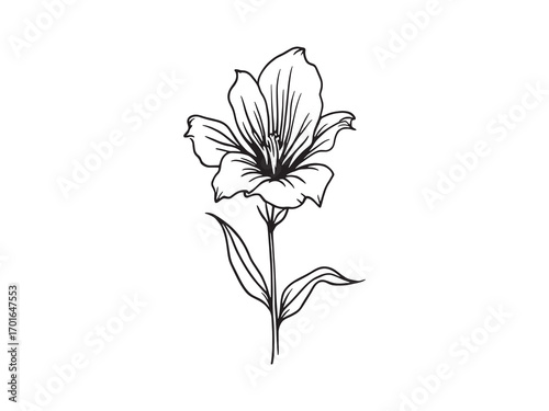 Gladiolus elegant stems dancing in breeze