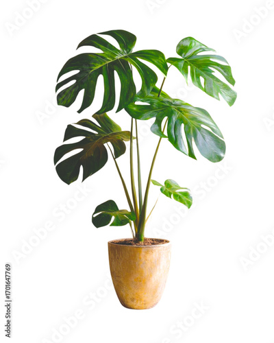 plant in a pot