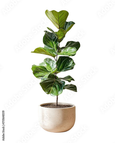 green plant in a pot