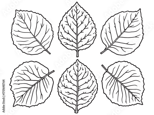 Guava Leaf Benefits For Healthy Living