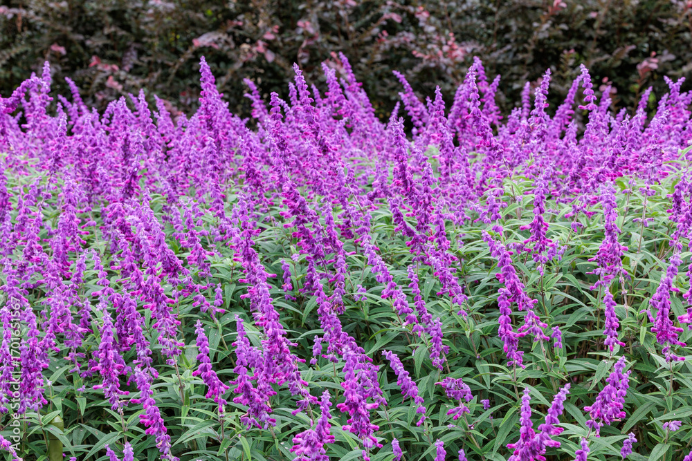 Obraz premium Salvia leucantha flowers in the garden blooming in autumn.