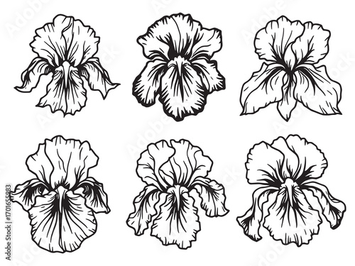 Iris flowers swaying softly in breeze
