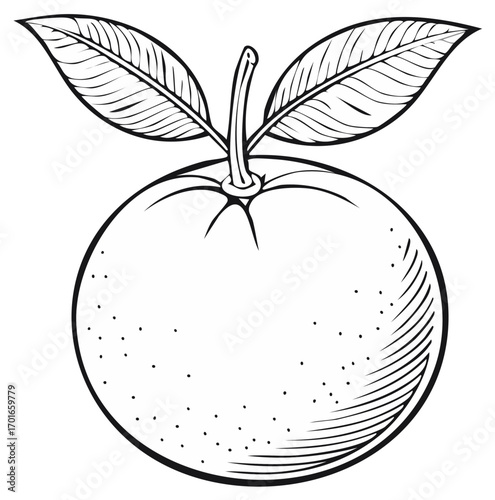 Hand-drawn illustration of a ripe orange fruit with two leaves and a stem in black and white.