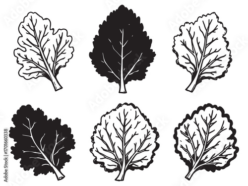 Kale Leaf Nutritious Superfood Daily Use